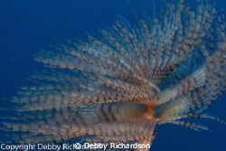 Spiral in the Sea by Debby Richardson 